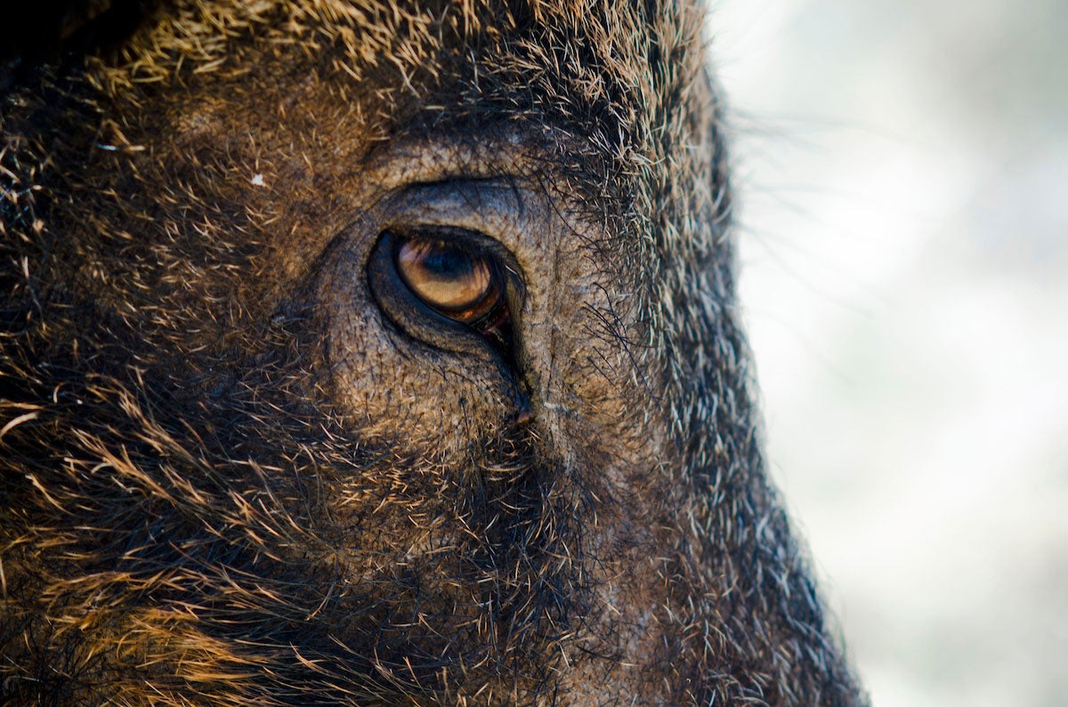 Feral pigs in Italy.