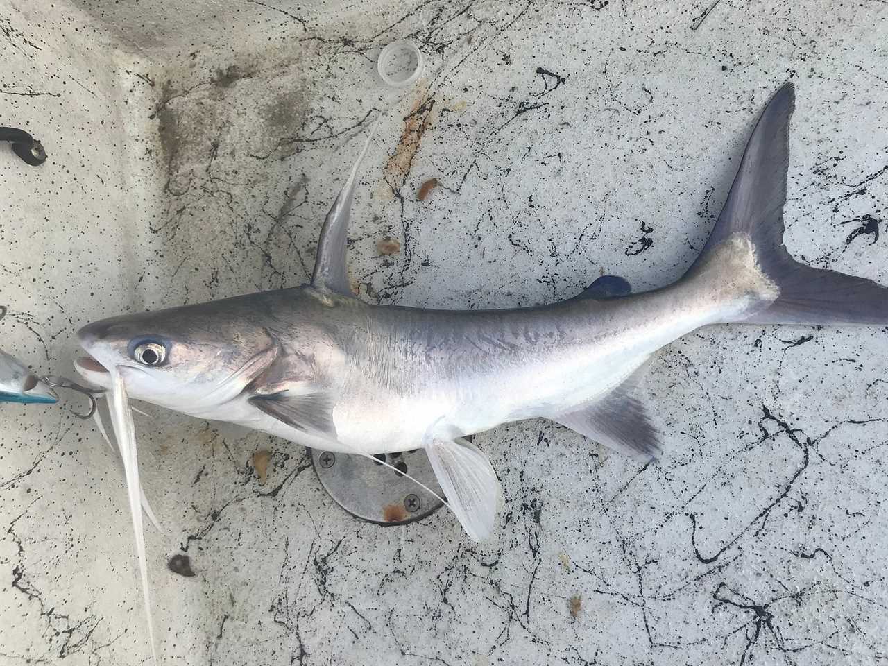 Gafftopsail catfish