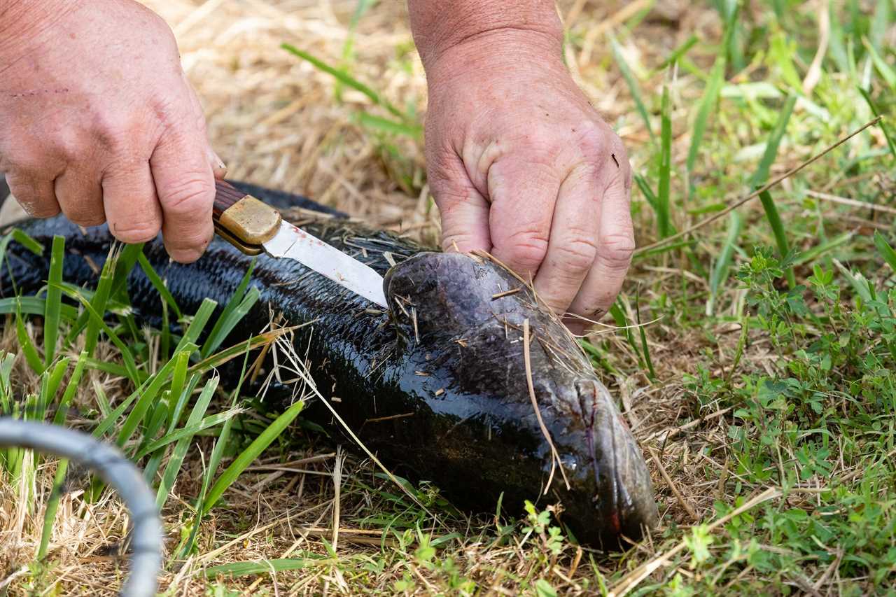 cutting snakehead gills chesapeake bay program