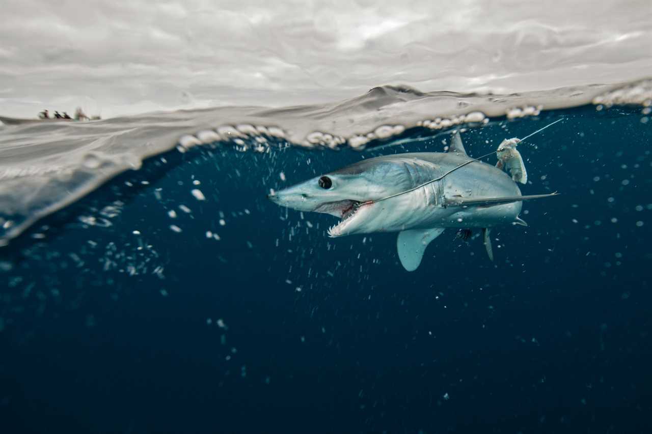 Mako shark fishing.