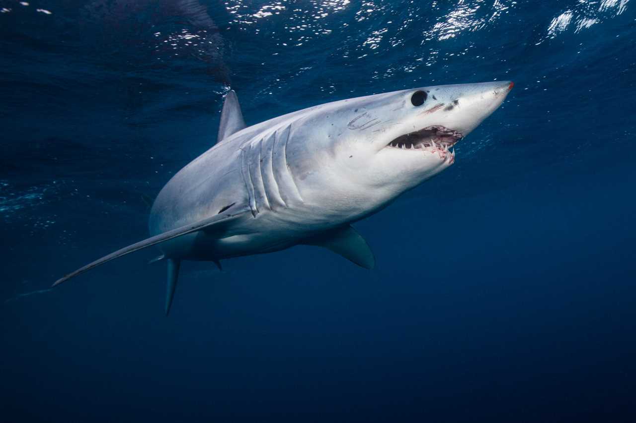 Mako shark