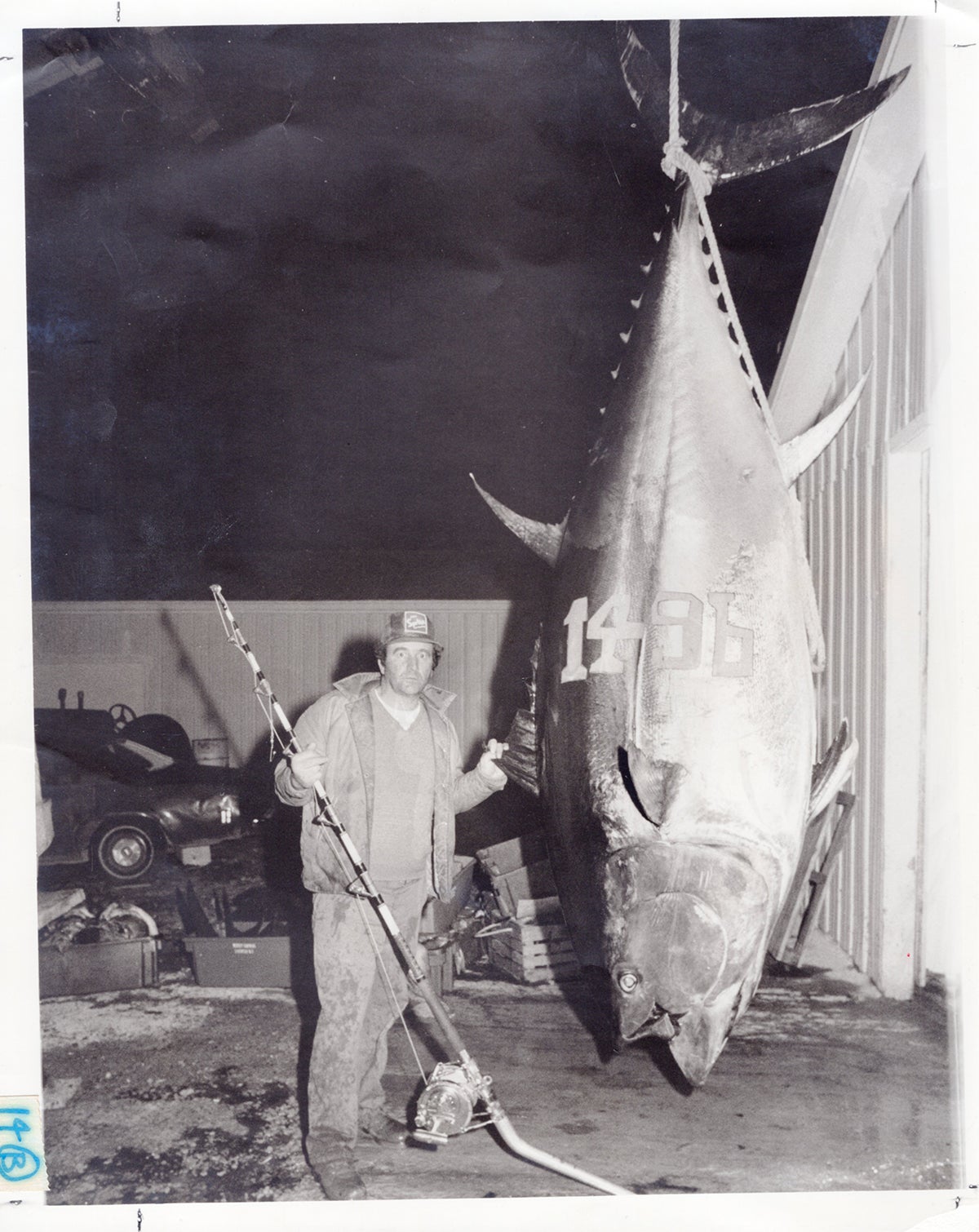 World record bluefin tuna.