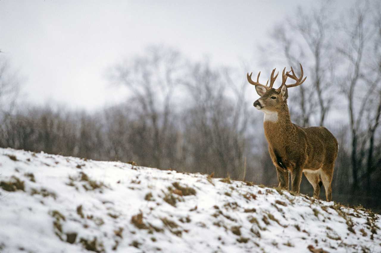 Interesting bucks might not score that well.