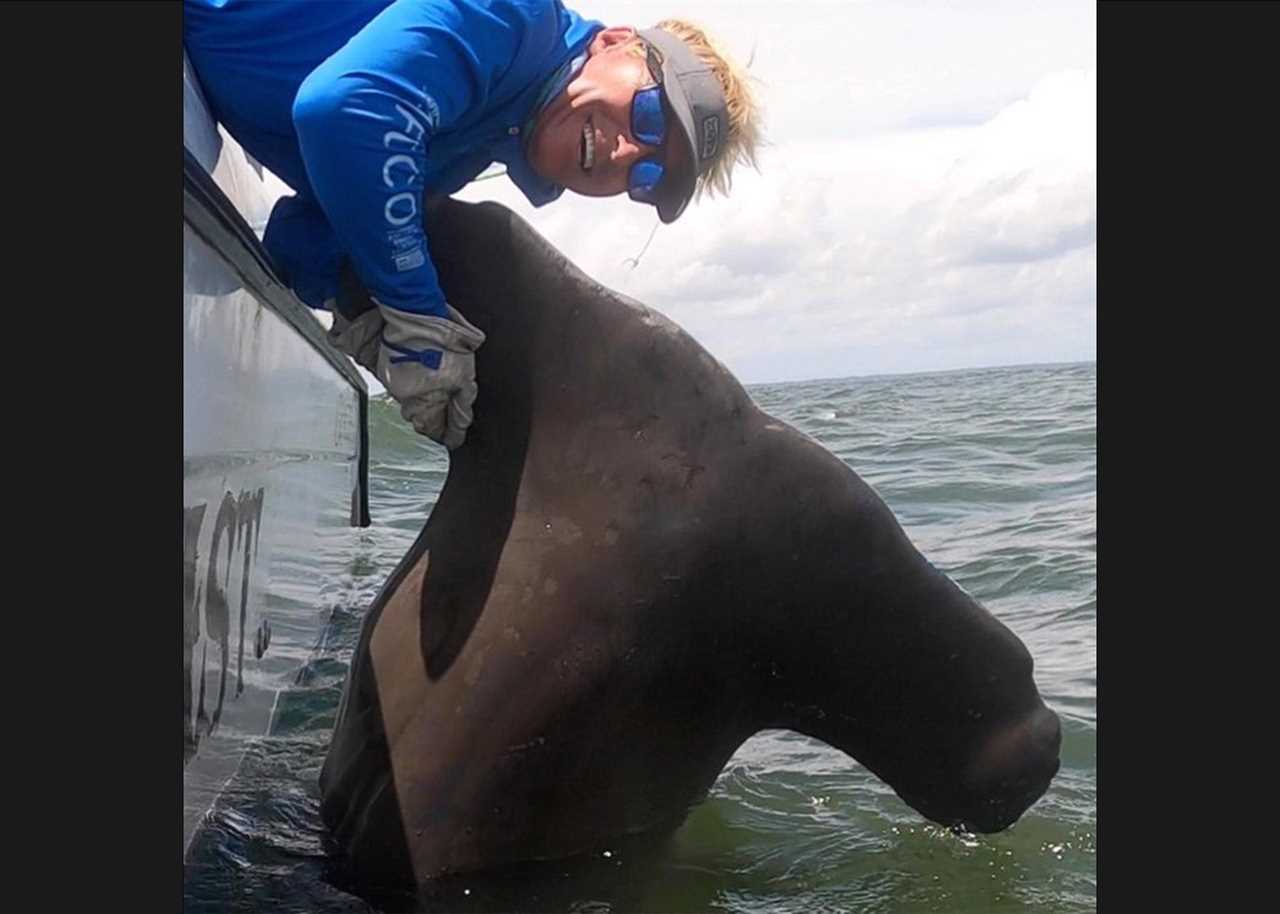 SC hammerhead shark record released