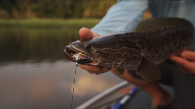 How to Catch Snakeheads