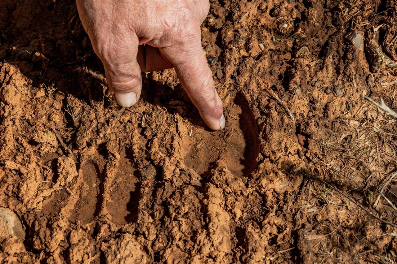 mule deer hoofprint in mud