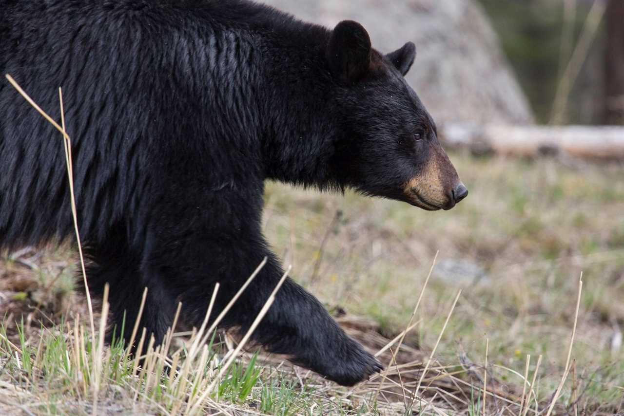 lamar valley black bear NPS