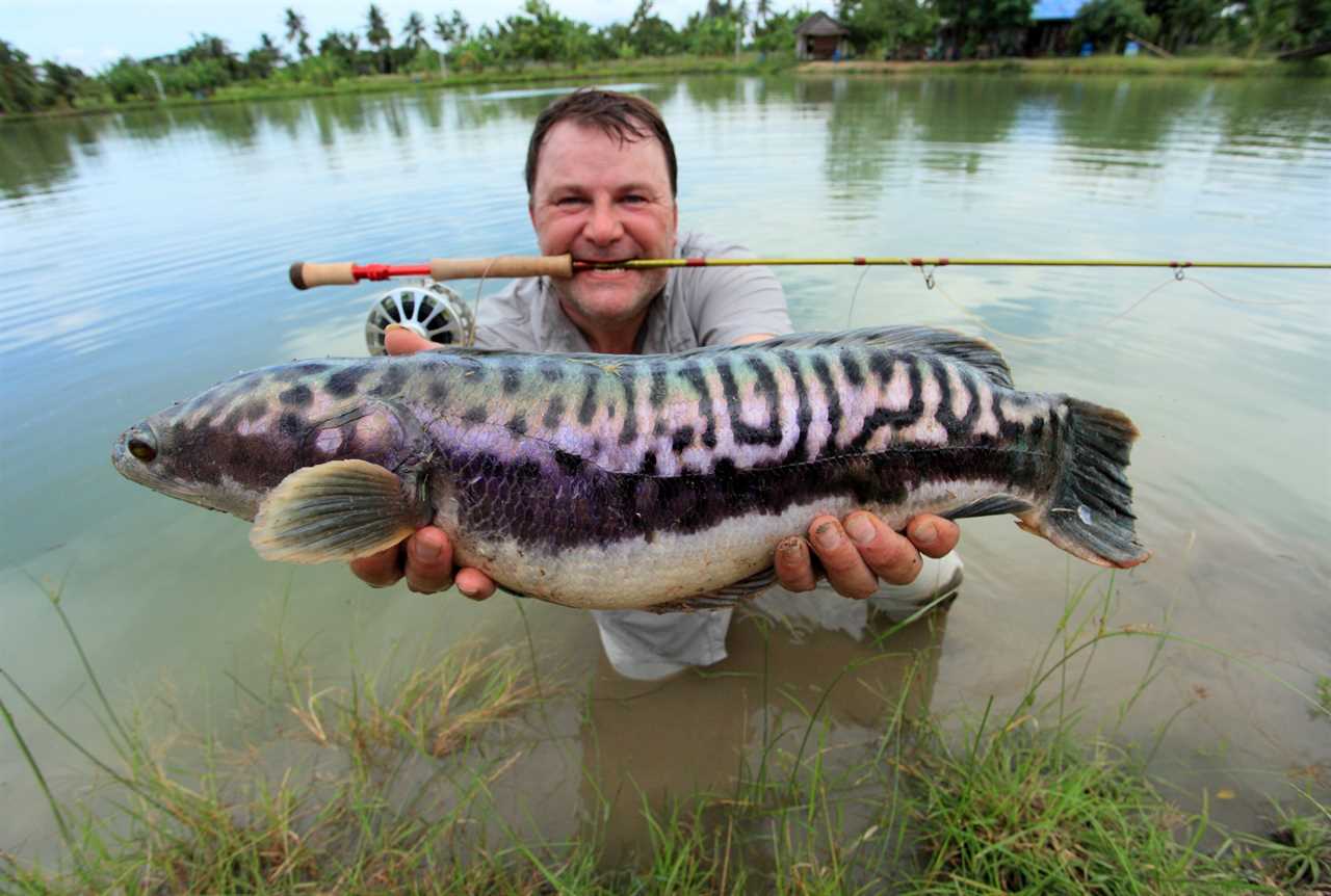 An angler holds a purple snakehead in spawning colors.