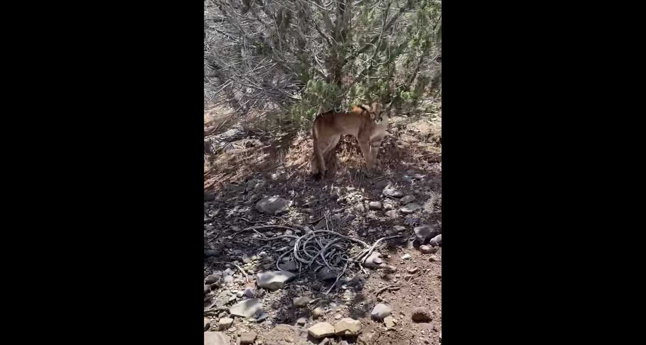 Laurien Elsholz mountain lion attack.