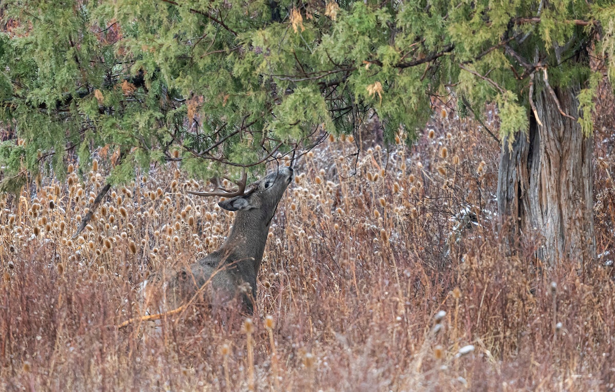 whitetail behavior