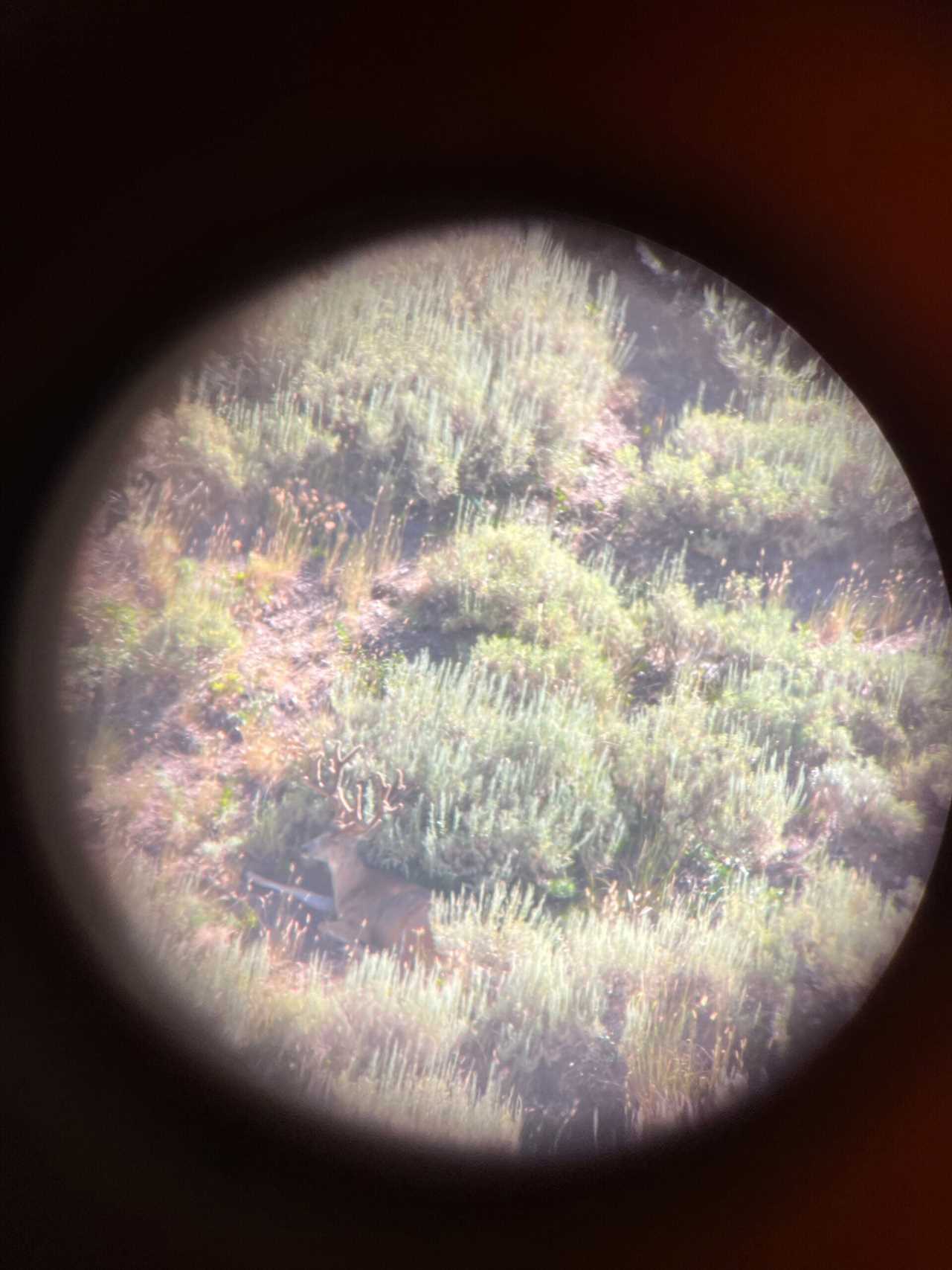 hunter crownover opening day muley 4