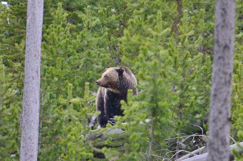 Grizzly in heavy cover.