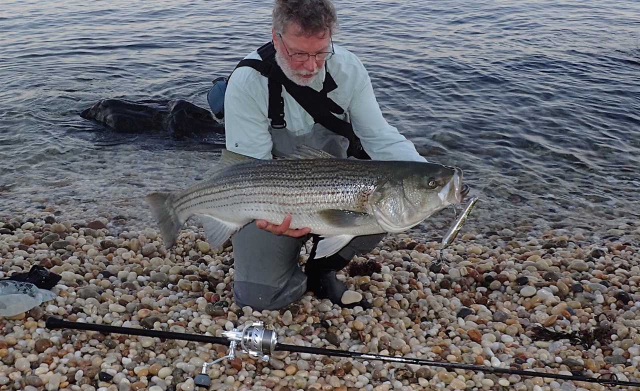 A man on a rocky beach holding a large striped bass