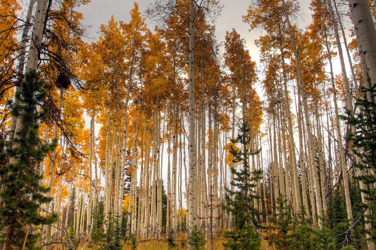 Yellow aspen in september