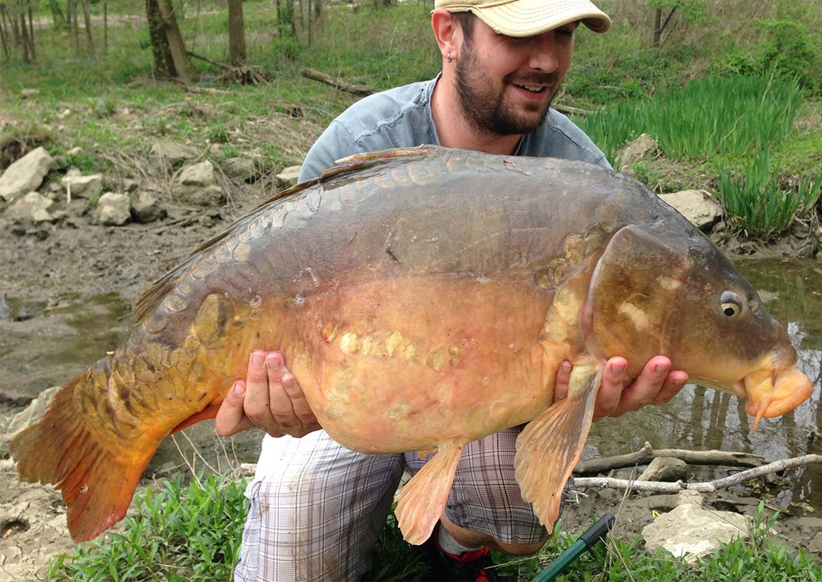 Man holding giant carp.