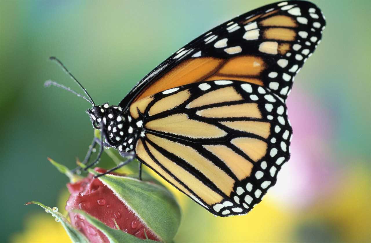 Monarch butterfly