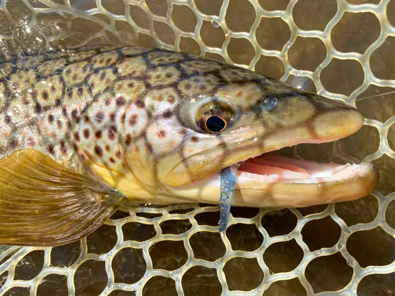 Soft plastics for fall trout.