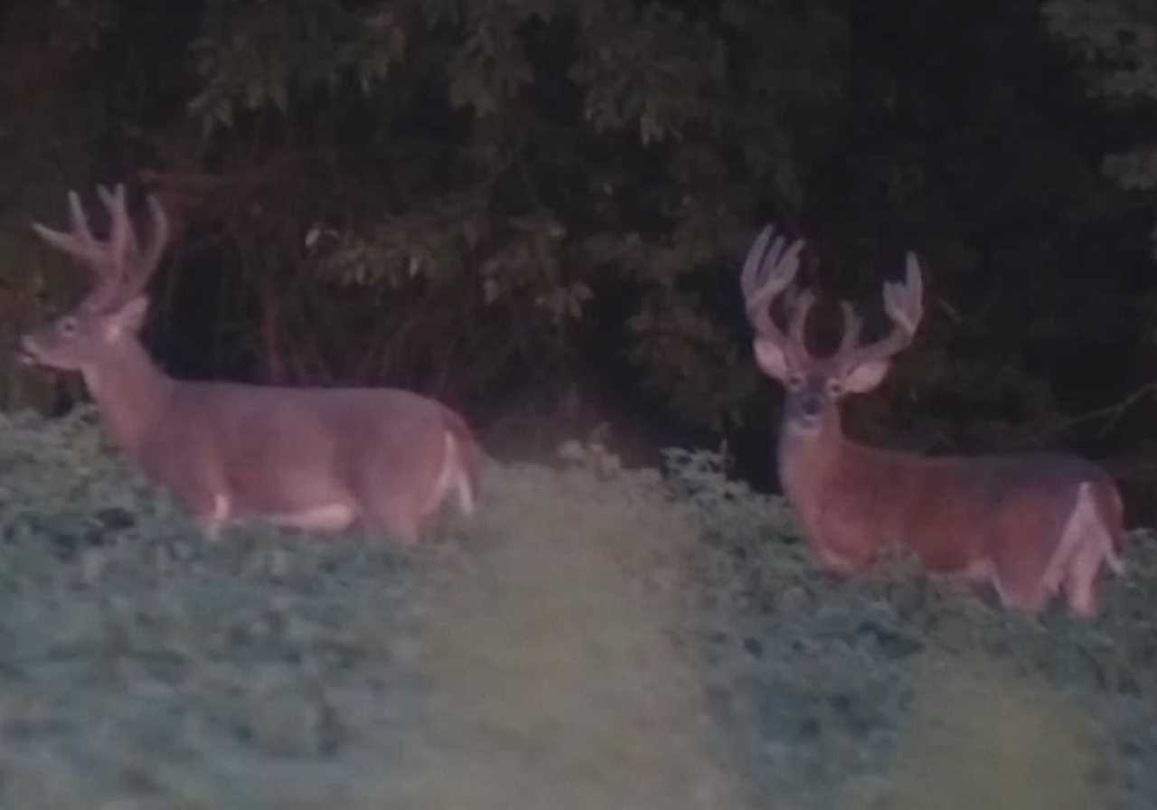 Kansas buck