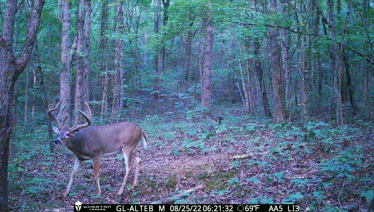 Whitetail buck trail camera