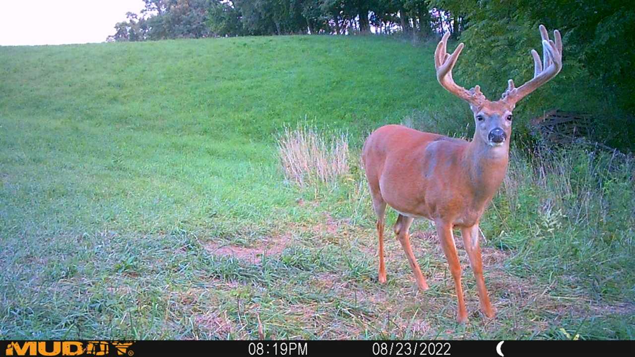 trail camera buck