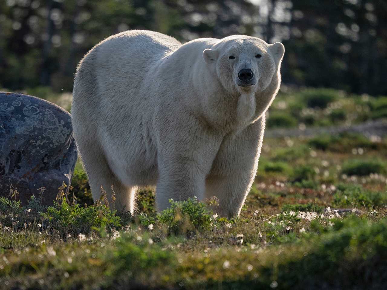 polar bear