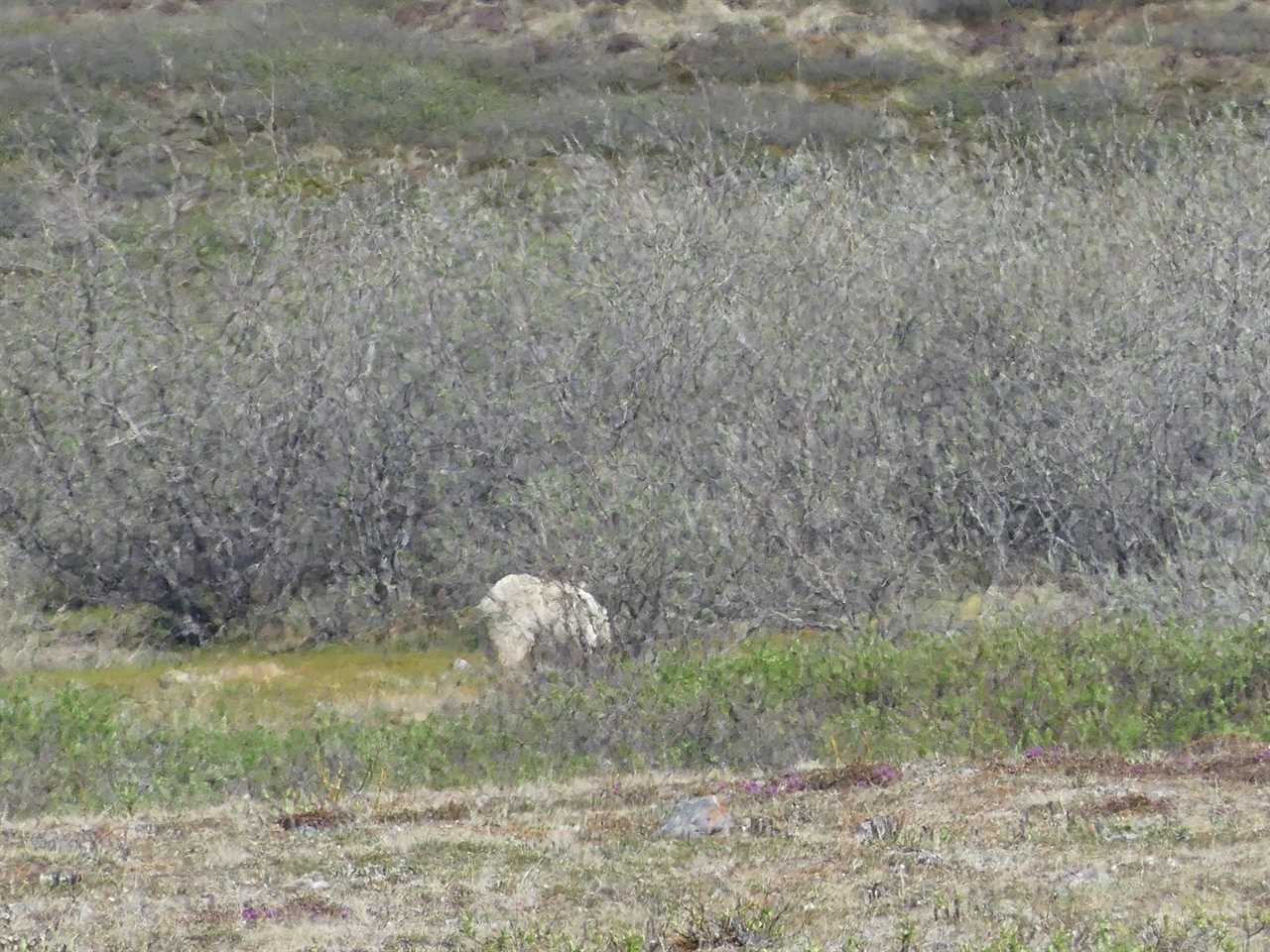 Pizzly bear in Alaska.