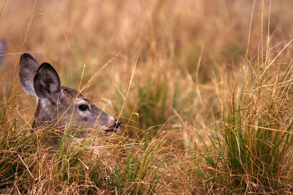 whitetail deer