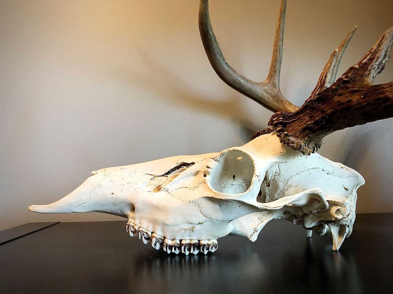 Whitetail skull