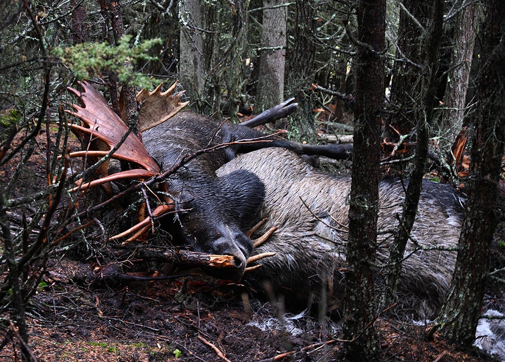 bull moose fight