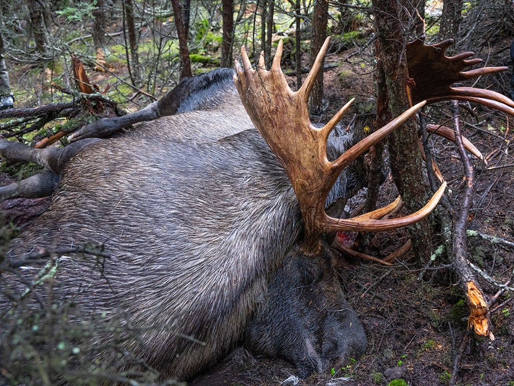 bull moose fight