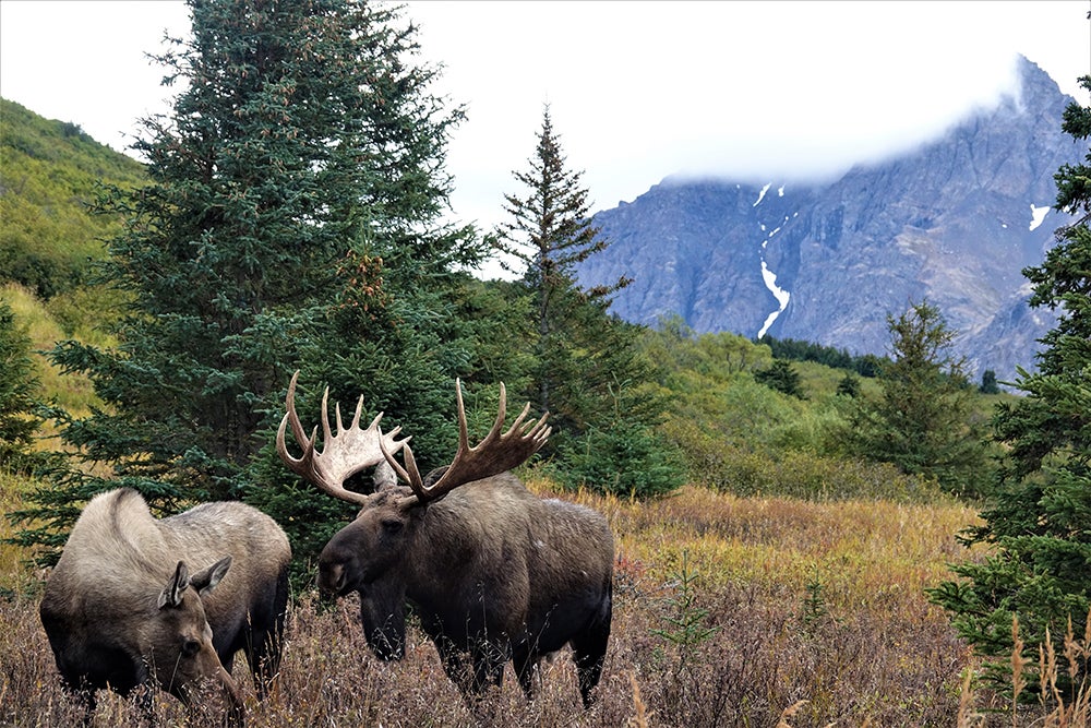 bull moose rut