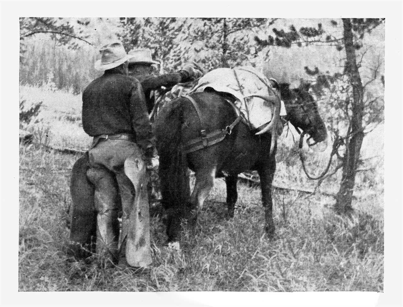 I Shot the Wrong Bull, and It Was Still the Best Day I Ever Spent in the Woods