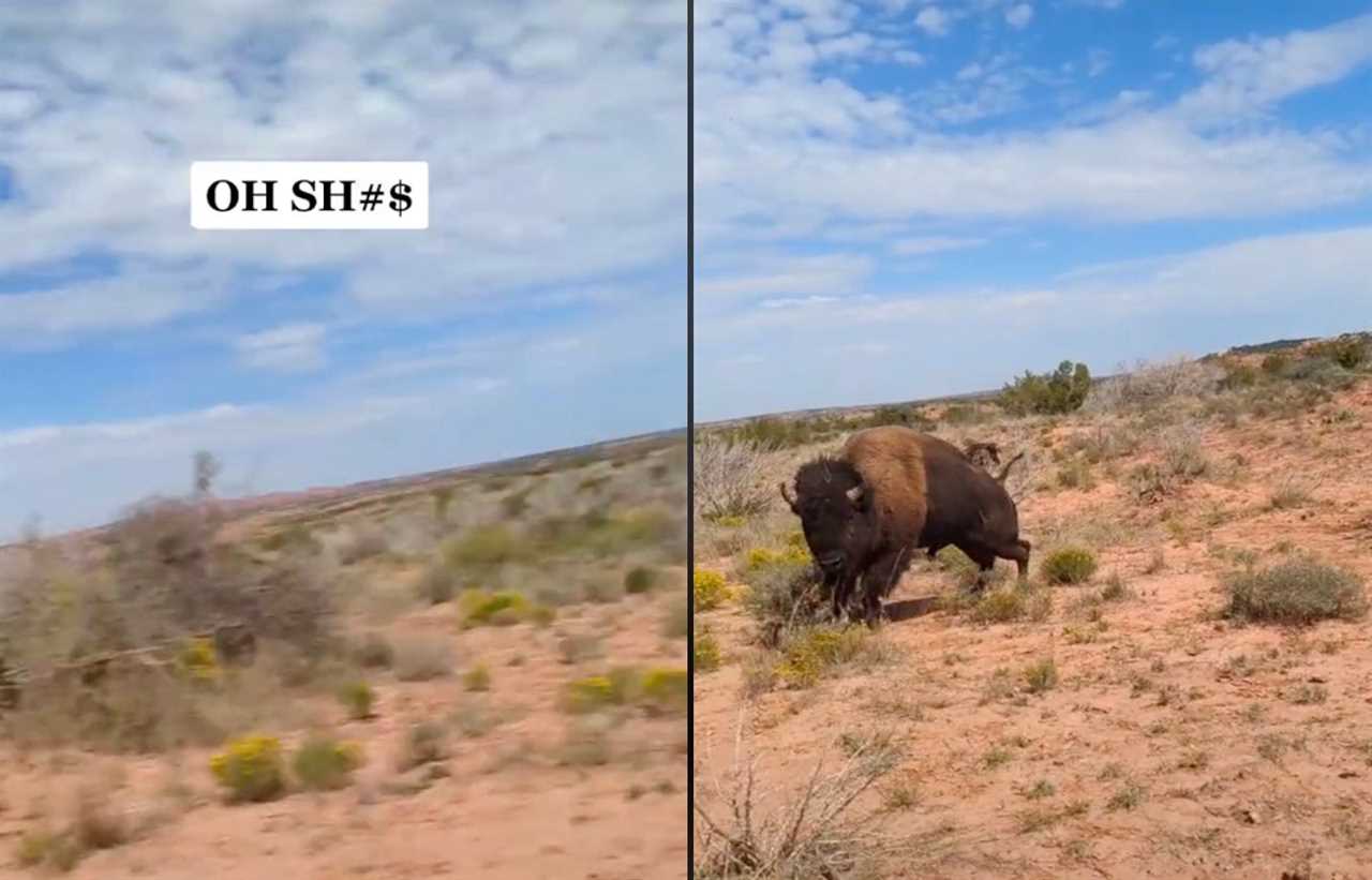 A bison charged and gored a woman in Texas.