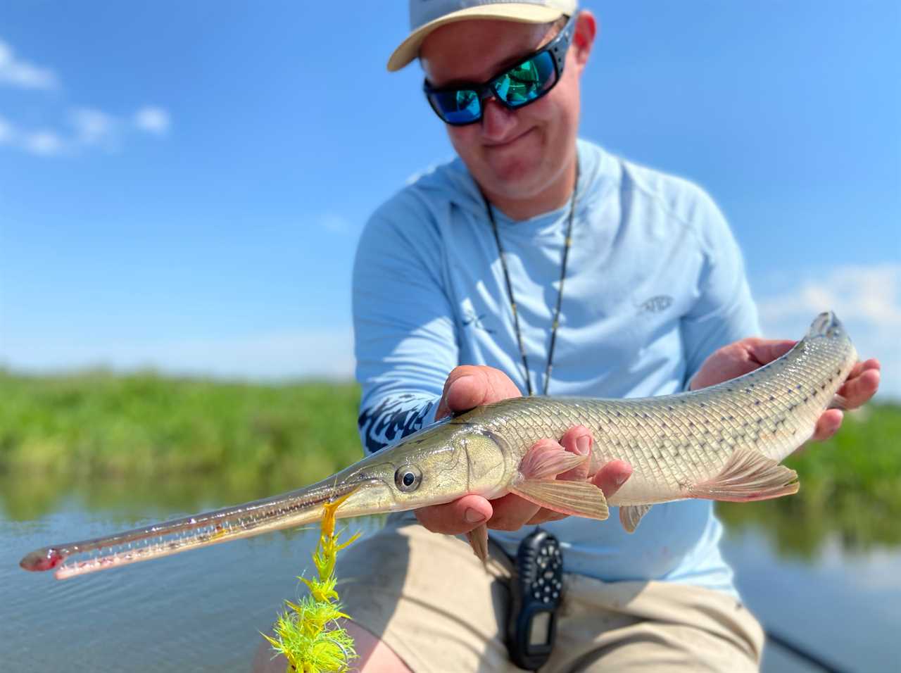 longnose gar