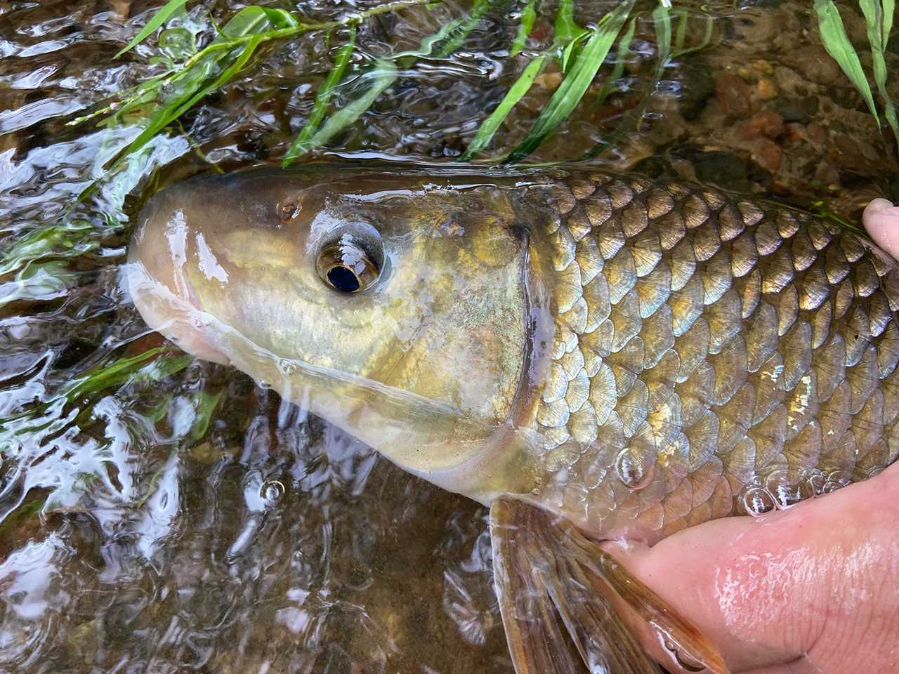 redhorse sucker