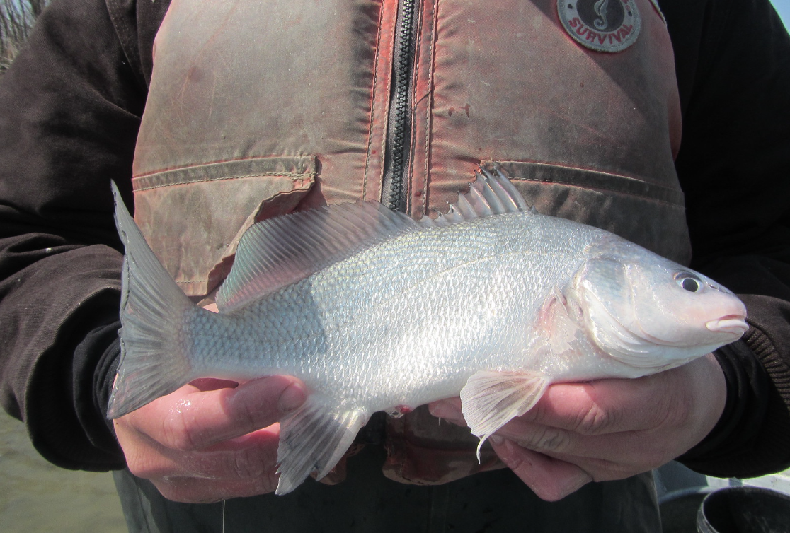 freshwater drum