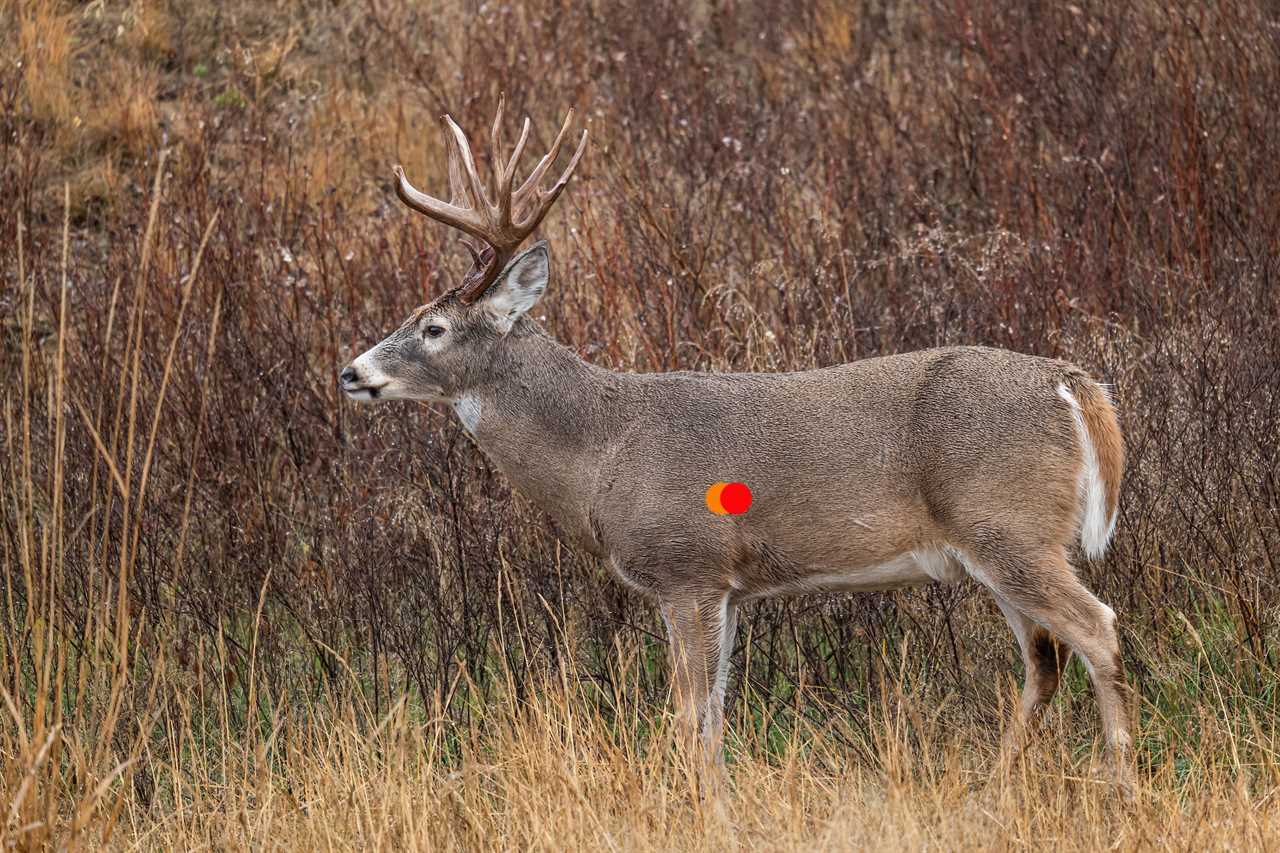 where to shoot a deer