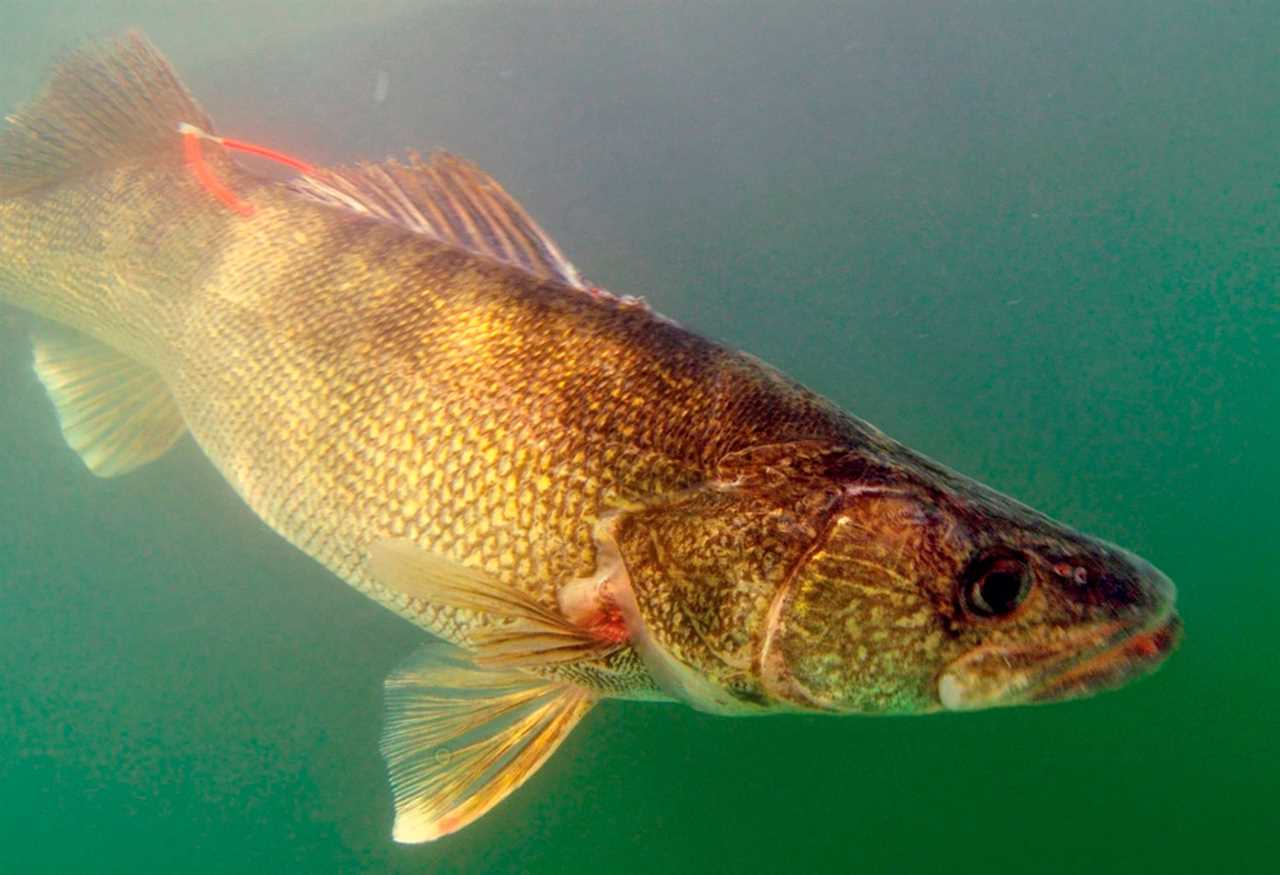 walleye with fin tag