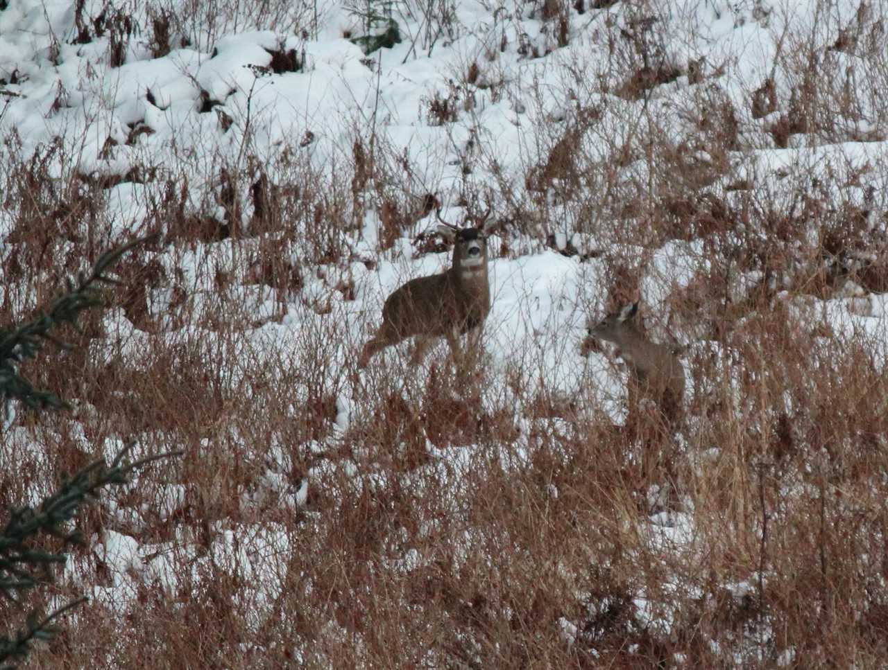 sitka blacktail deer obscured by thin brush