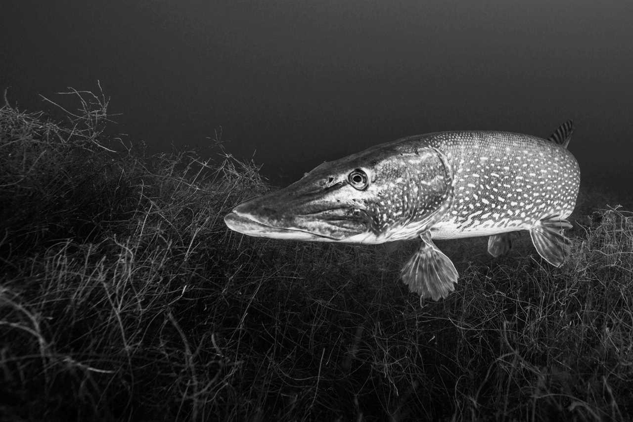 northern pike