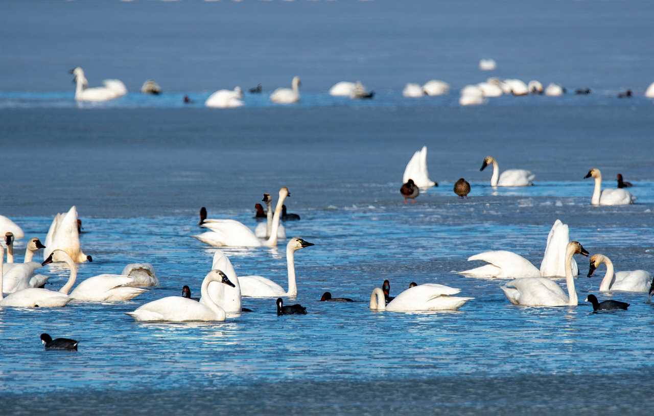 Watefowl on the Great Salt Lake.