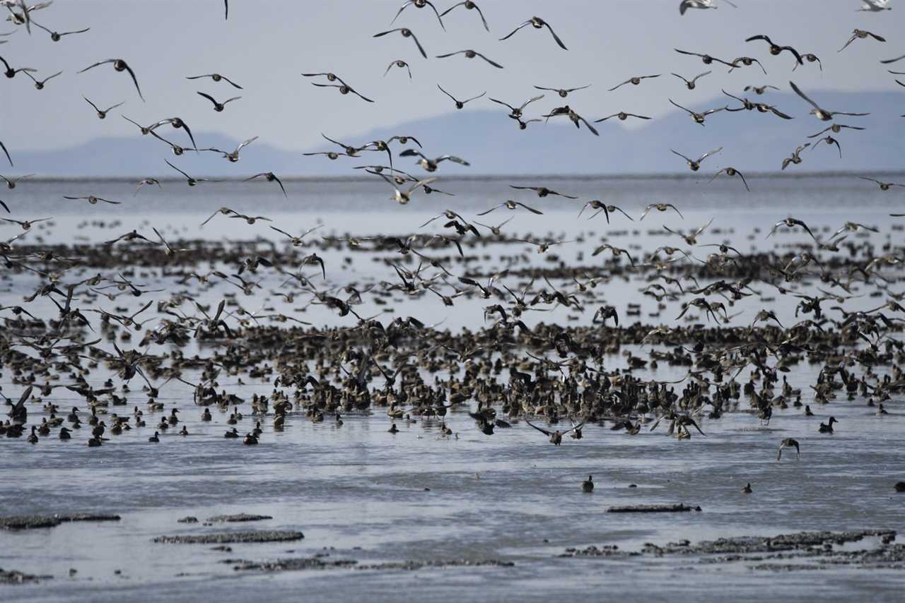 Waterfowl migrating near Salt Lake City.