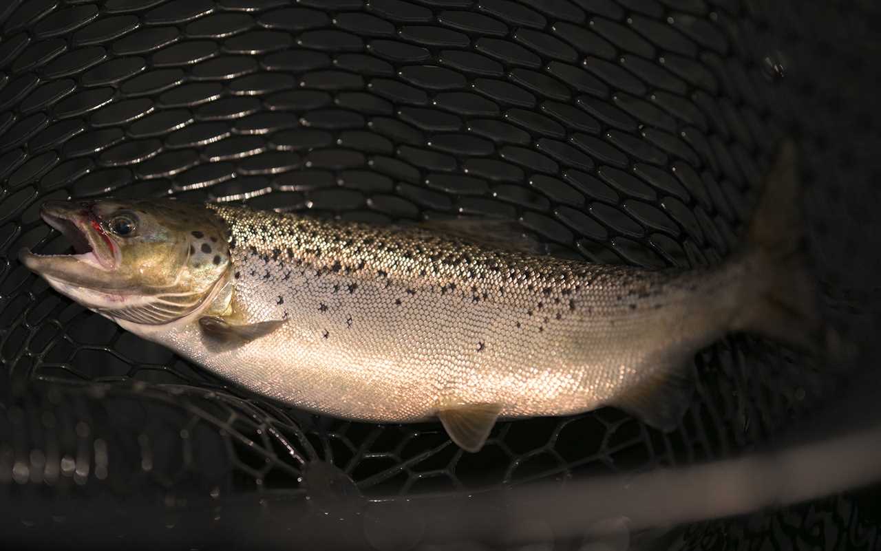 A fish lays in a net.