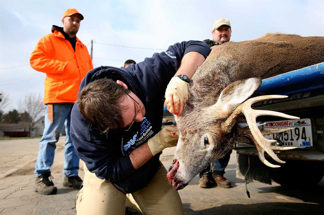 Sampling deer in Wisconsin