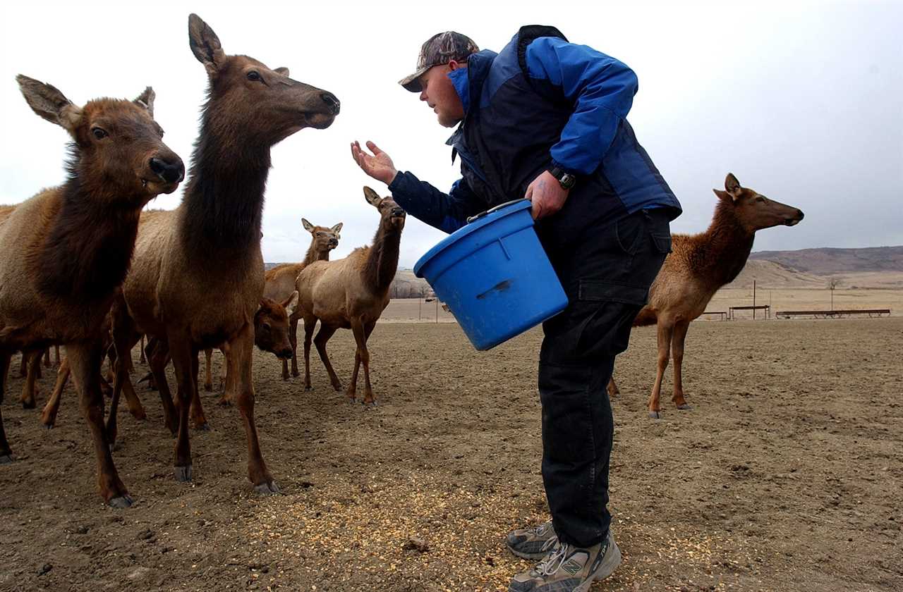 Elk rancher whose herd tested positive for CWD.