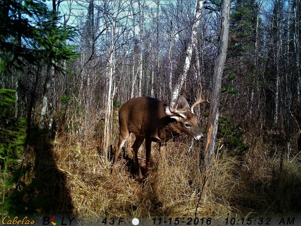 A whitetail buck snips a signpost rub on a tree.