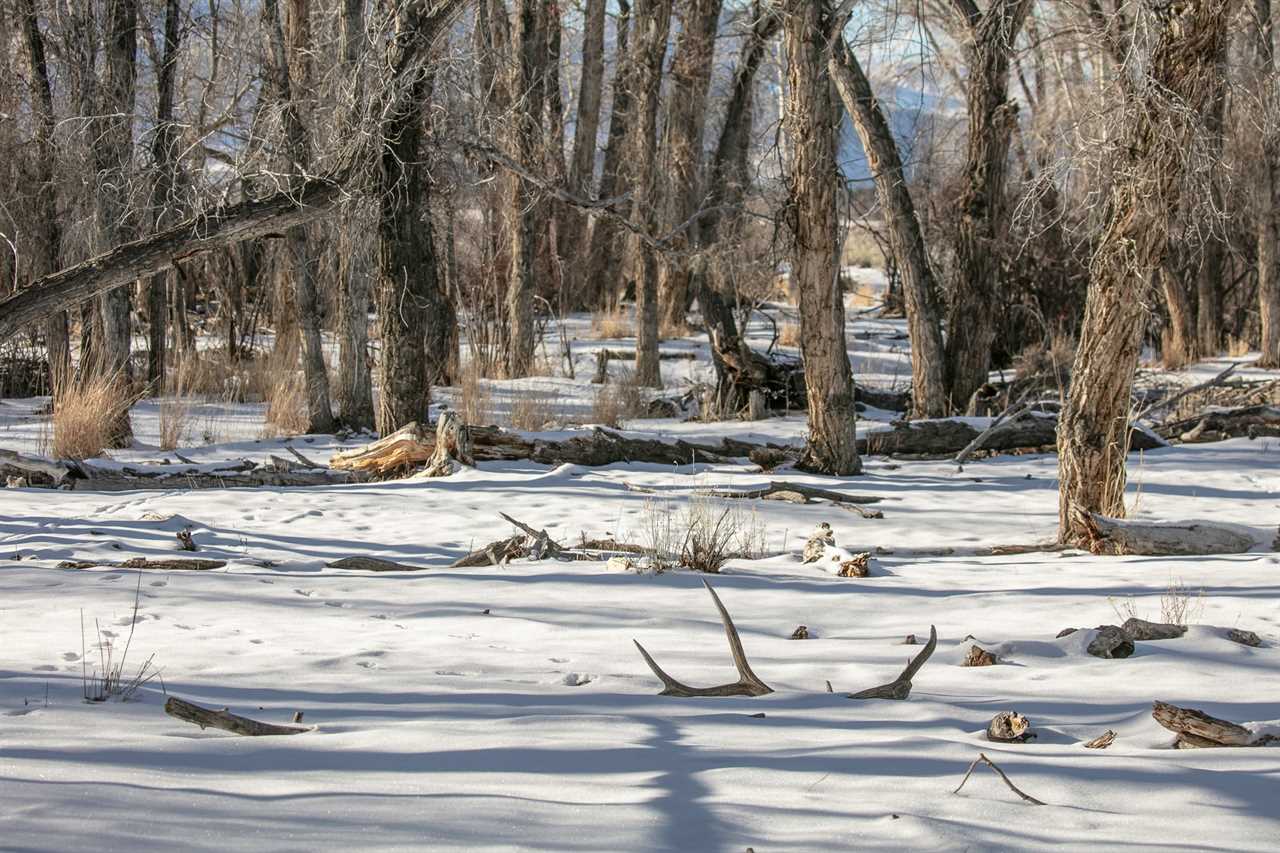 A cast elk antler in the snow.