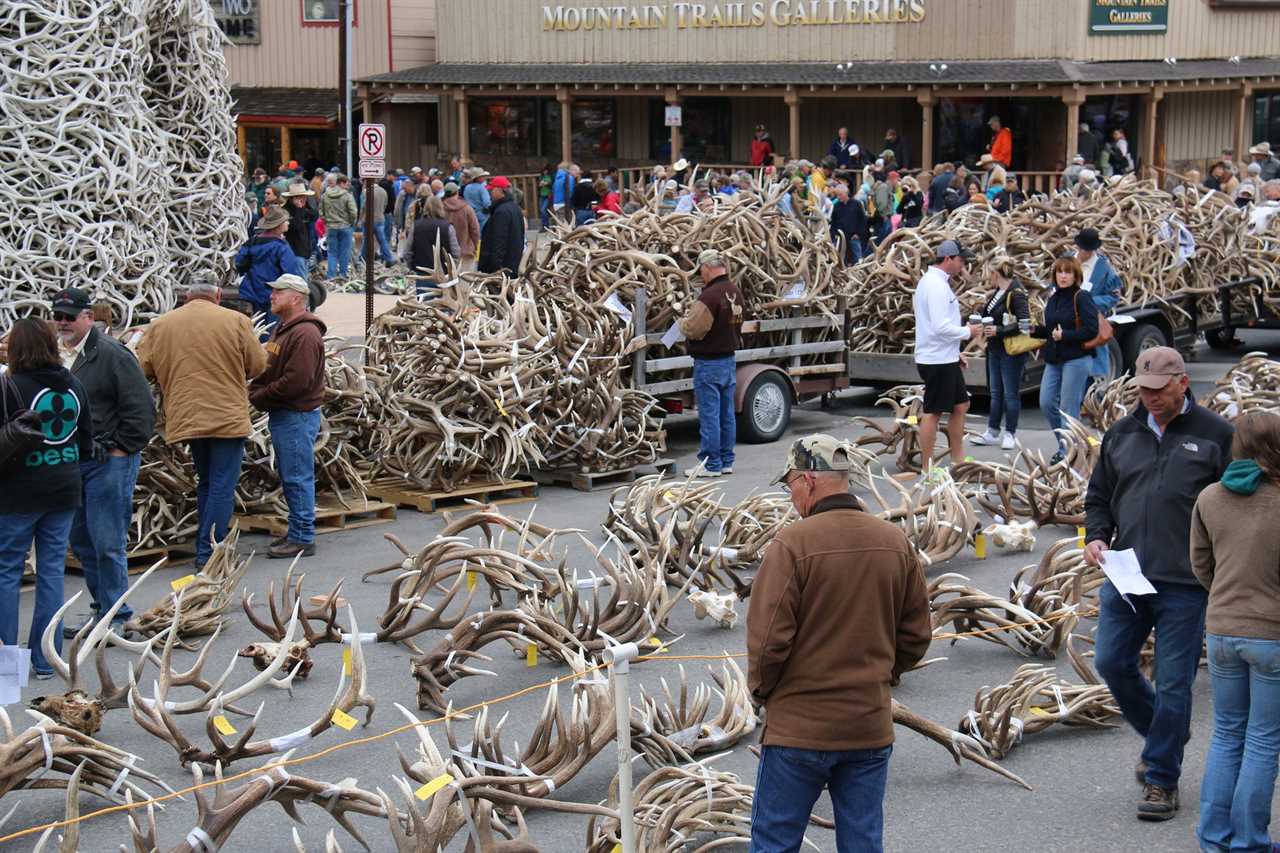 An antler auction in Wyoming.