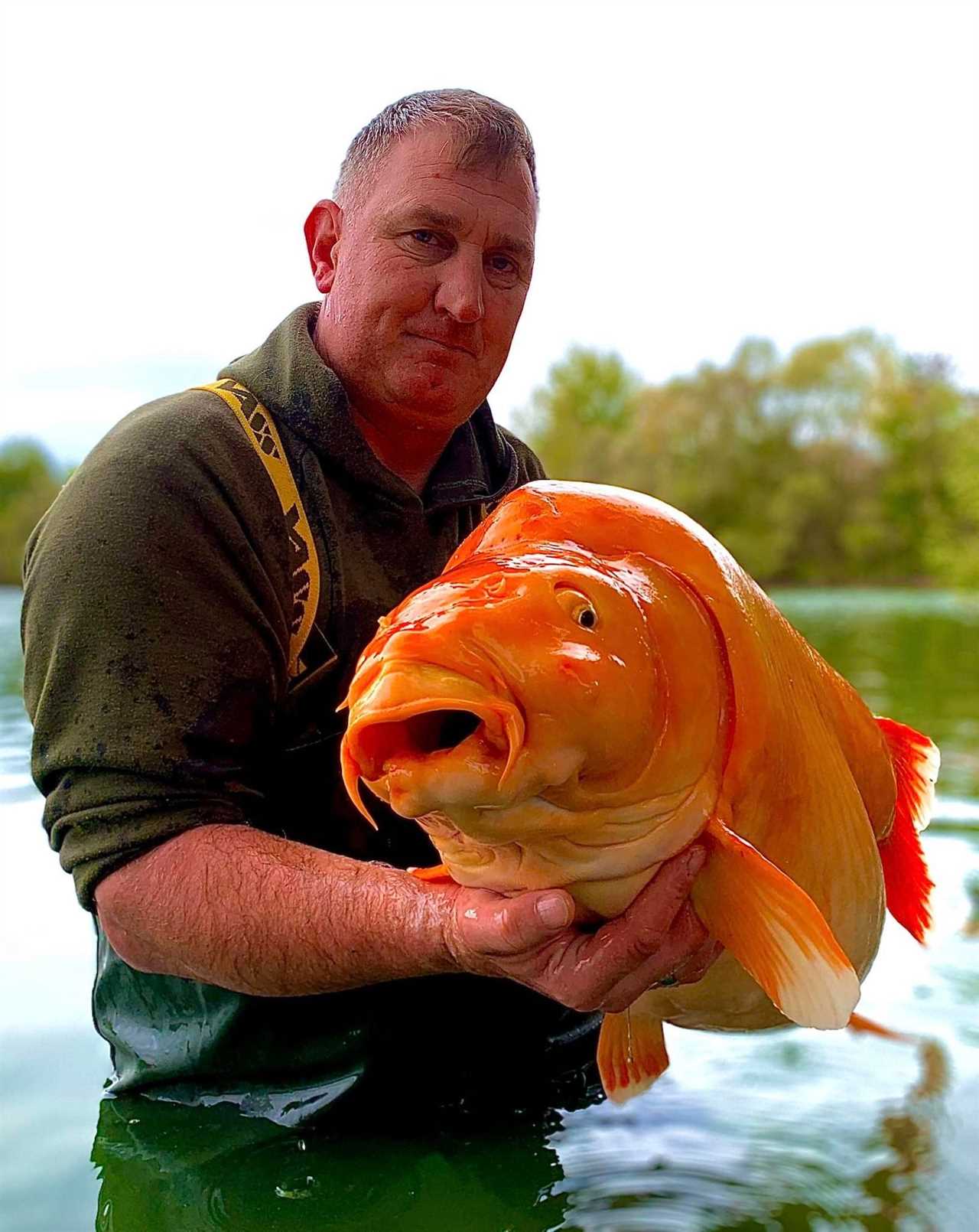 world's biggest goldfish? 2