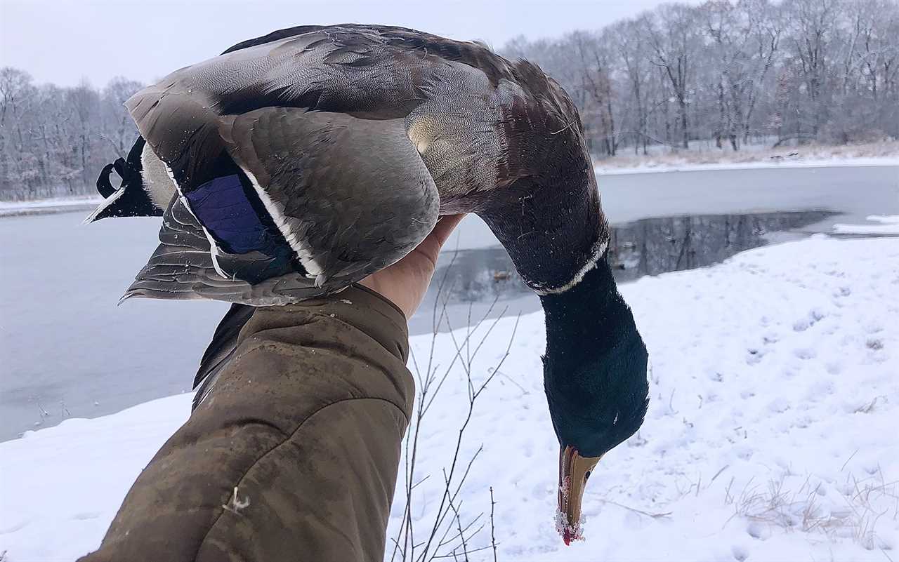 Hunter holds a duck.